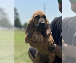 Small Photo #1 Bloodhound Puppy For Sale in CERRO GORDO, NC, USA