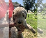 Small Photo #3 Poodle (Standard) Puppy For Sale in WAYLAND, IA, USA