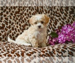 Small #1 Shih-Poo