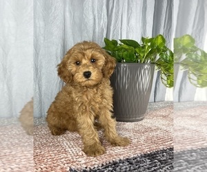 Cavapoo Puppy for sale in GREENWOOD, IN, USA