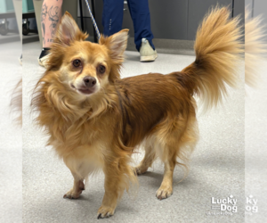 Chiranian Dogs for adoption in Washington, DC, USA