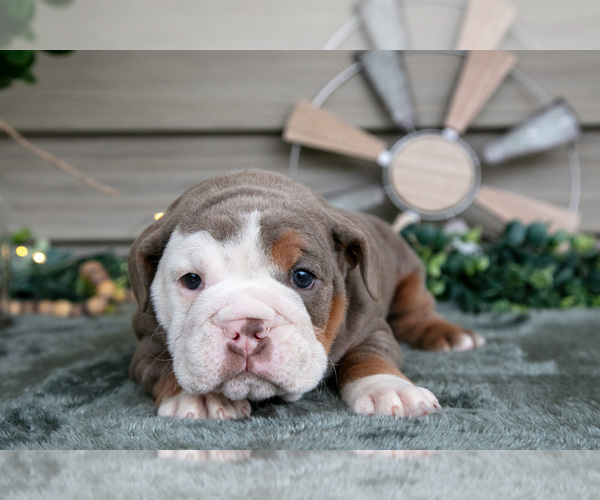 Medium Photo #15 Beabull Puppy For Sale in MILLERSBURG, OH, USA