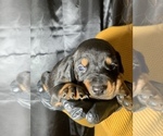 Small Photo #5 Doberman Pinscher Puppy For Sale in BARNETT, MO, USA