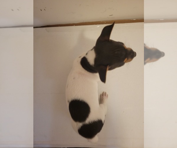 Medium Photo #15 Rat Terrier Puppy For Sale in COLUMBIA, SC, USA