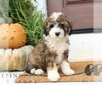 Small #4 Cavapoo