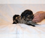 Small #12 Yorkiepoo mix (+ Poodle Toy)