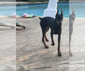 Doberman Pinscher Puppy for sale in THE COLONY, TX, USA