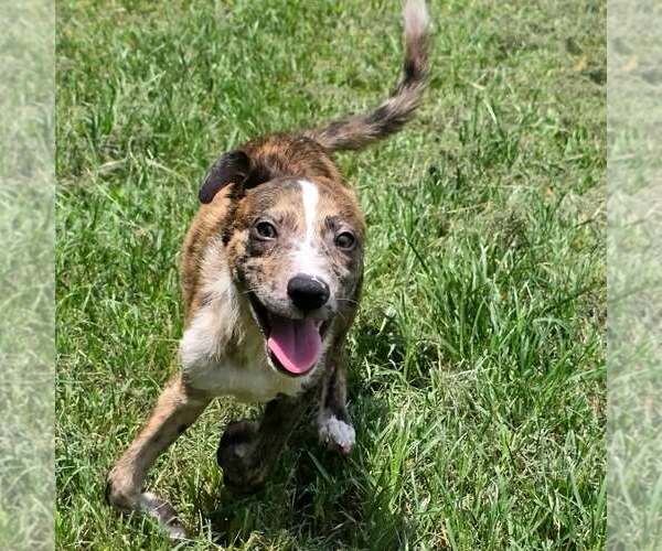 Medium Photo #3 Catahoula Leopard Dog-Unknown Mix Puppy For Sale in Anniston, AL, USA