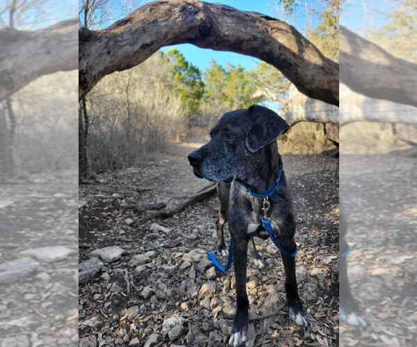 Medium Photo #6 Great Dane-Unknown Mix Puppy For Sale in Bullard, TX, USA