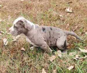 American Bully Puppy for sale in UNIONVILLE, VA, USA