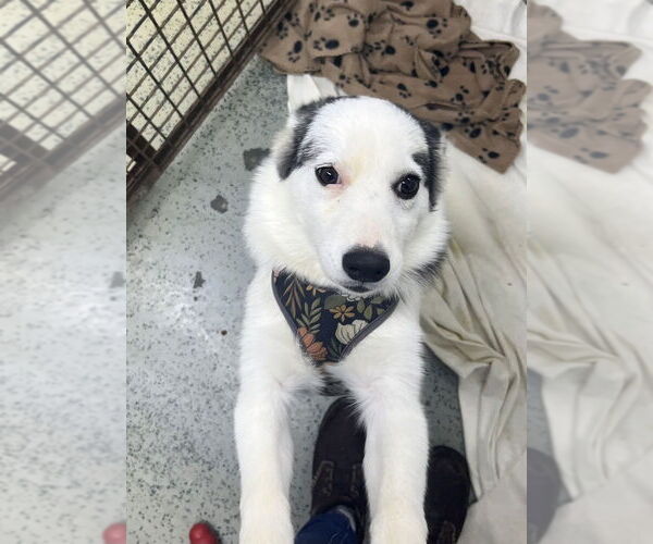 Medium Photo #2 Huskies -Pomeranian Mix Puppy For Sale in Osgood, IN, USA