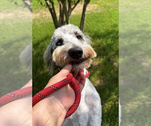 Poodle (Standard)-Unknown Mix Dogs for adoption in Wakefield, RI, USA
