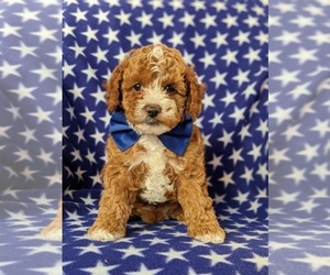 Cavapoo Puppy for sale in BIRD IN HAND, PA, USA