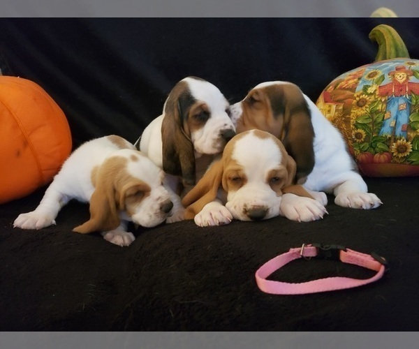 Medium Photo #6 Basset Hound Puppy For Sale in CLAREMORE, OK, USA