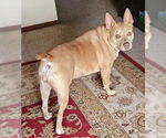 Small #2 American Bulldog-American Staffordshire Terrier Mix