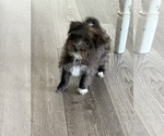 Small #1 Morkie