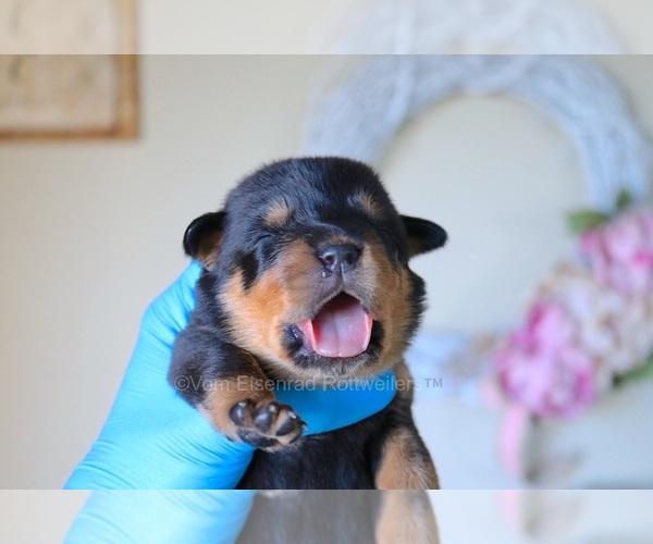 Medium Photo #8 Rottweiler Puppy For Sale in FONTANA, CA, USA