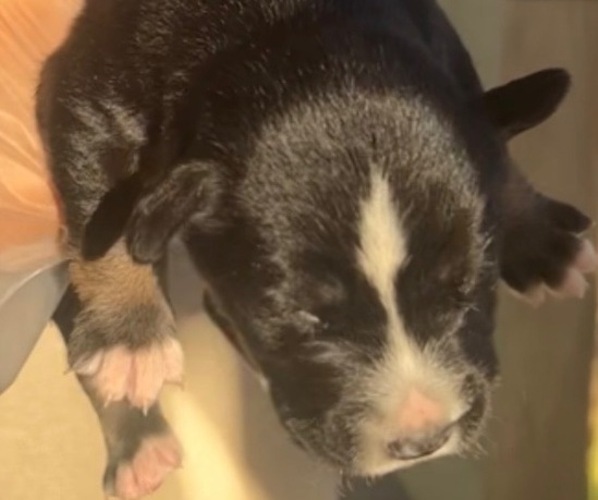 Medium Photo #1 Cane Corso-Siberian Husky Mix Puppy For Sale in SPARTANBURG, SC, USA