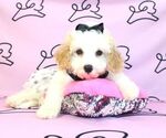 Small Photo #9 Poodle (Miniature) Puppy For Sale in LAS VEGAS, NV, USA
