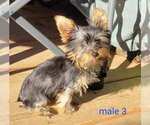Small #5 Yorkshire Terrier