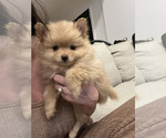 Small Photo #1 Pomeranian Puppy For Sale in WEST BLOOMFIELD, MI, USA