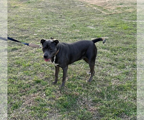 Medium Photo #4 American Pit Bull Terrier Puppy For Sale in Holly Springs, NC, USA