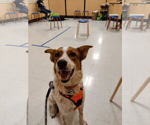 Mutt Dogs for adoption in Chandler, AZ, USA