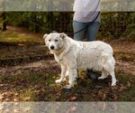 Small Photo #12 Australian Shepherd-Great Pyrenees Mix Puppy For Sale in Sparta, TN, USA
