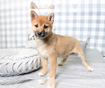 Small Photo #3 Shiba Inu Puppy For Sale in MARIETTA, GA, USA