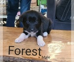 Puppy Forest Labrenees