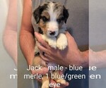 Small #14 Australian Shepherd