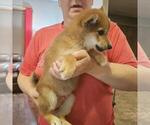 Small Photo #2 Shiba Inu Puppy For Sale in BERESFORD, SD, USA