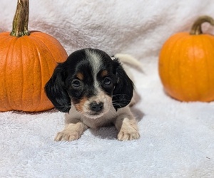 Dachshund Puppy for sale in GOSHEN, IN, USA