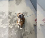 Small Black Mouth Cur-German Shepherd Dog Mix