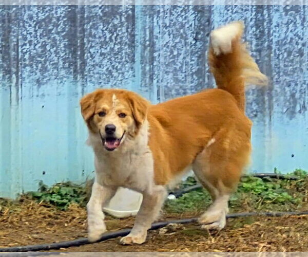 Medium Photo #9 Australian Shepherd-English Shepherd Mix Puppy For Sale in Anniston, AL, USA