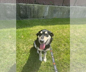Huskies -Retriever Mix Dogs for adoption in Brooklyn, NY, USA