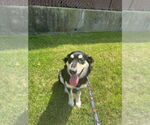 Small Huskies -Retriever  Mix