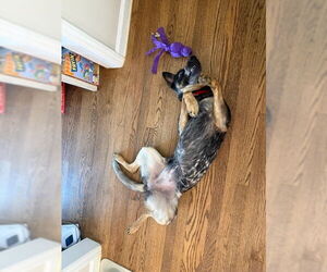 Rosie - Female German Shepherd Dog-Unknown Mix Dog for Adoption - Photo #4