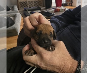 Rhodesian Ridgeback Puppy for sale in ALBA, TX, USA