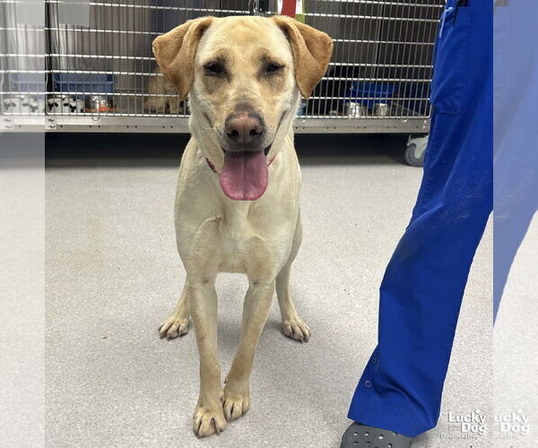Medium Photo #1 Labrador Retriever-Unknown Mix Puppy For Sale in Washington, DC, USA