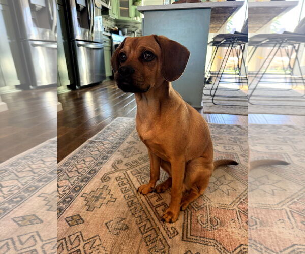 Medium Photo #6 Daug Puppy For Sale in San Diego, CA, USA