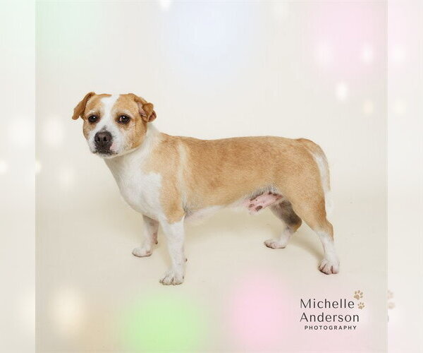 Medium Photo #1 Mutt Puppy For Sale in Corona, CA, USA