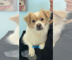 Small #2 Spaniel Mix