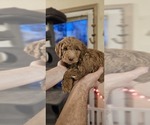 Small #1 Labradoodle mix (+ Poodle Standard)