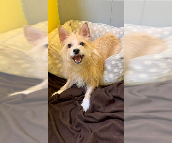Medium Photo #3 Mutt Puppy For Sale in Weston, FL, USA