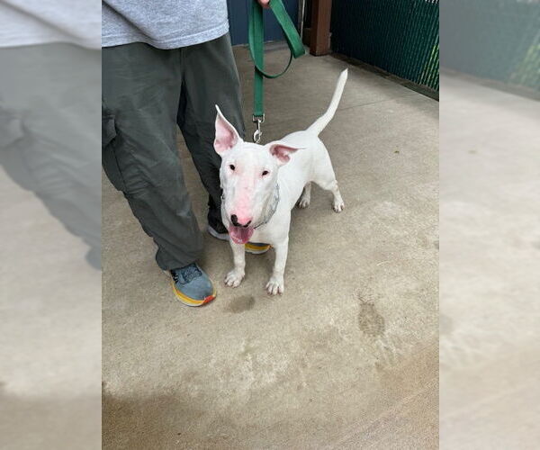 Medium Photo #2 Bull Terrier Puppy For Sale in Columbus, IN, USA