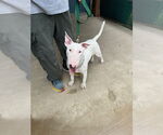 Small #1 Bull Terrier