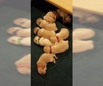 Small Photo #4 Golden Retriever Puppy For Sale in MIDDLEBURG, VA, USA