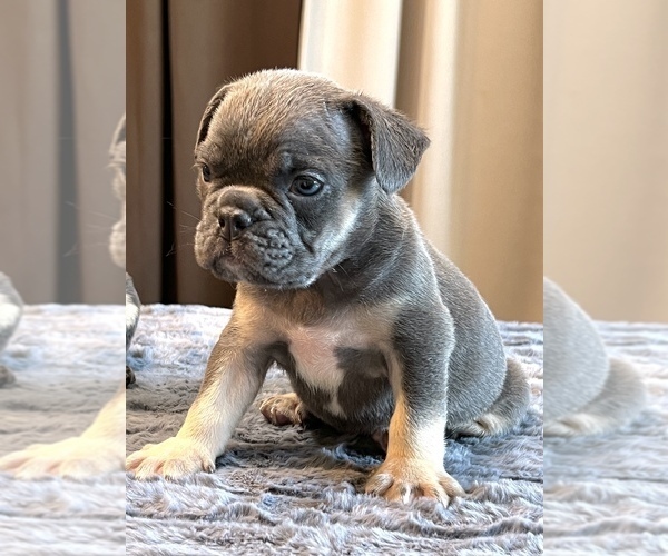 Medium Photo #27 English Bulldog Puppy For Sale in PHILADELPHIA, PA, USA