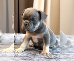 Small #26 English Bulldog